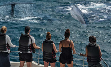 Whale watching