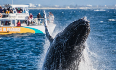 Whale