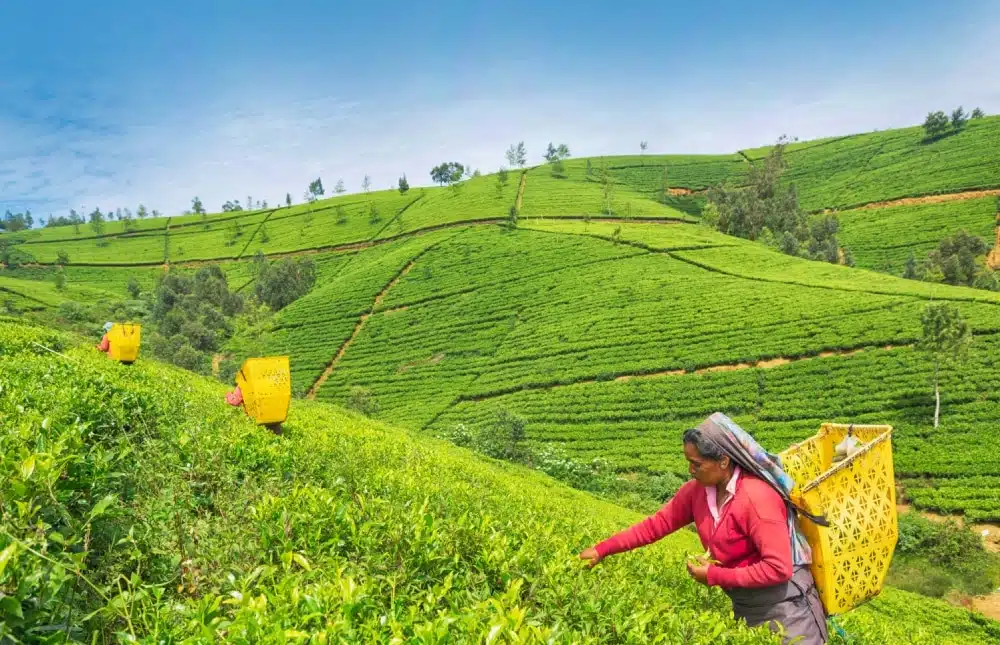 The Art Of Ceylon Tea