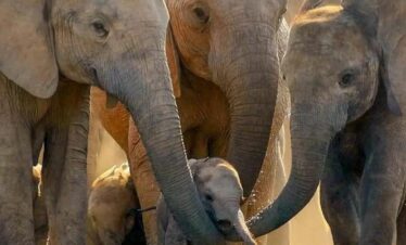elephants