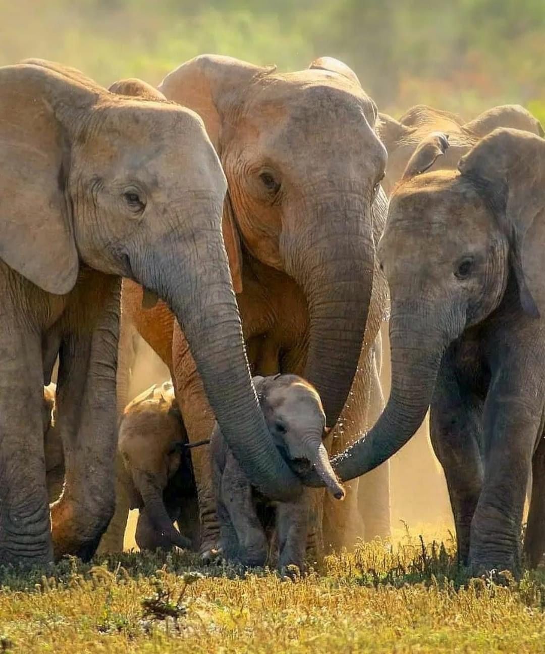 elephants
