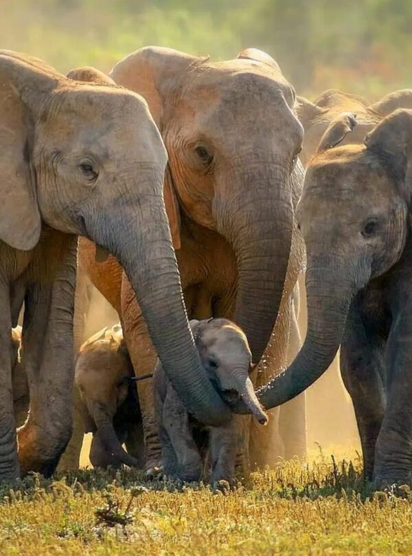 elephants